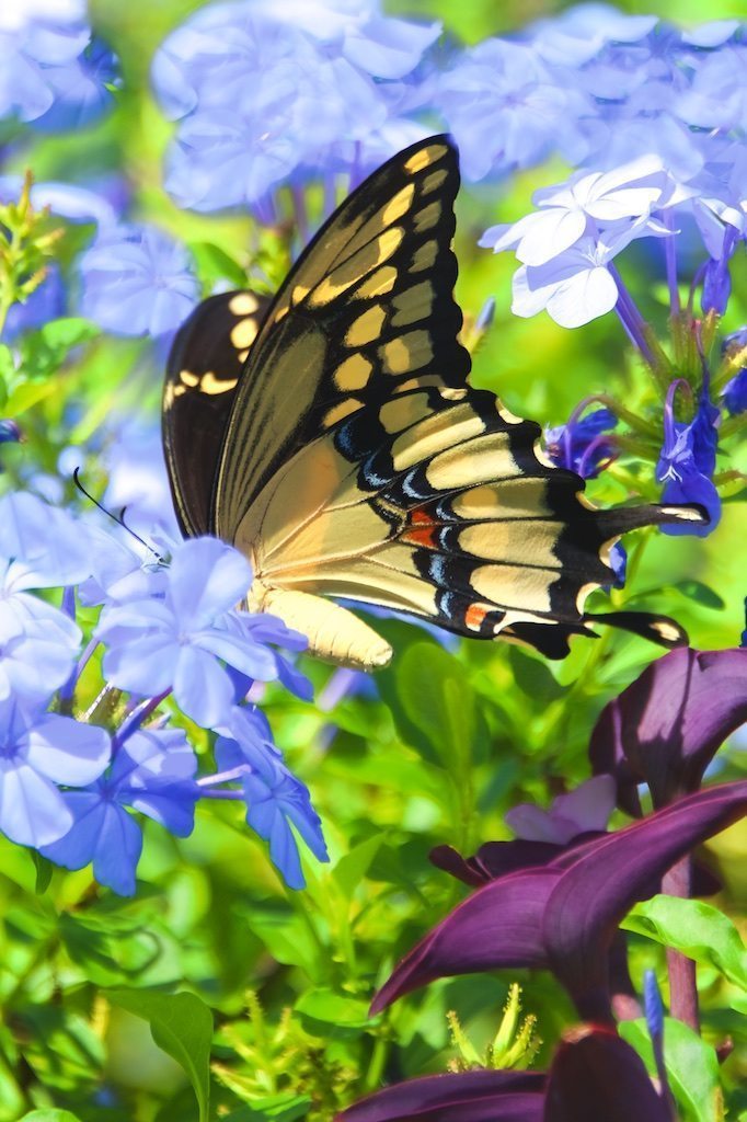 Giant Swallowtail Embedded in Flowers