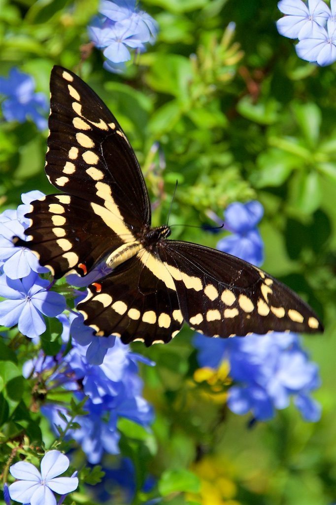 Giant Swallowtail on Plumbago