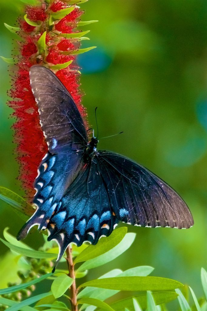 Eastern Black Swallowtail on Bottlebrush