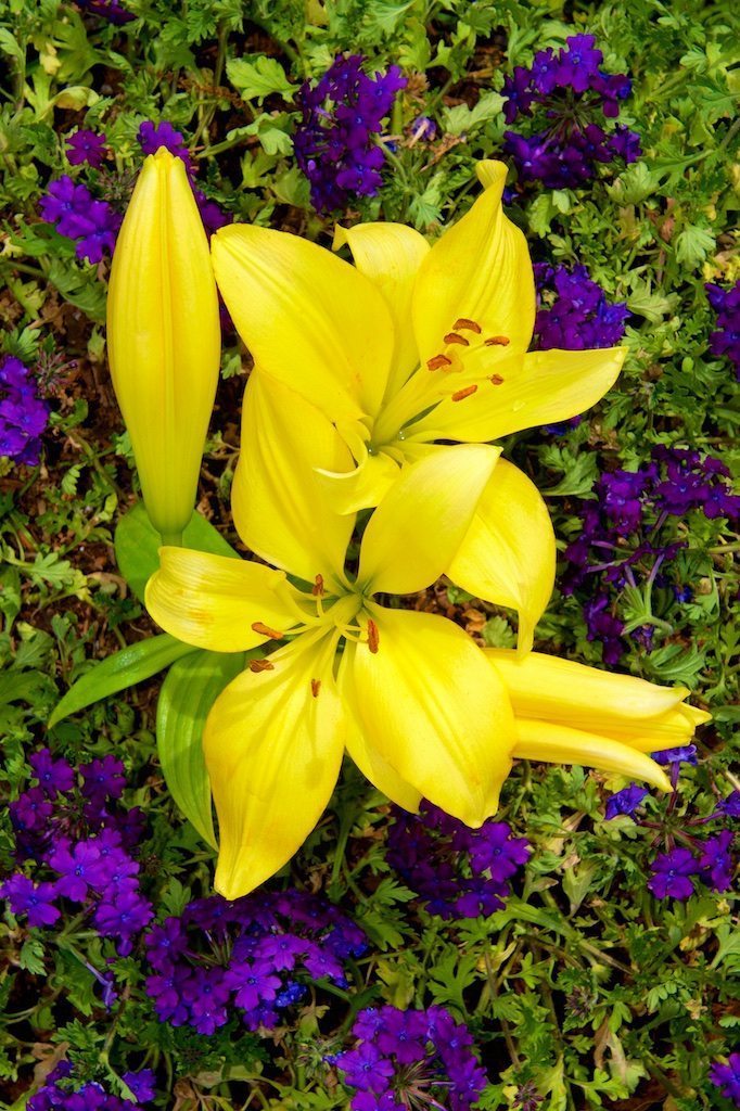 Easter Lilies in Verbena Bed