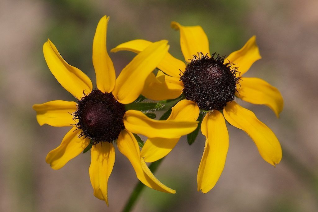 Black-eyed Susans