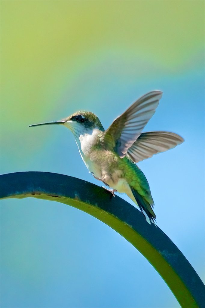 Ruby-throated Hummingbird, female militant march