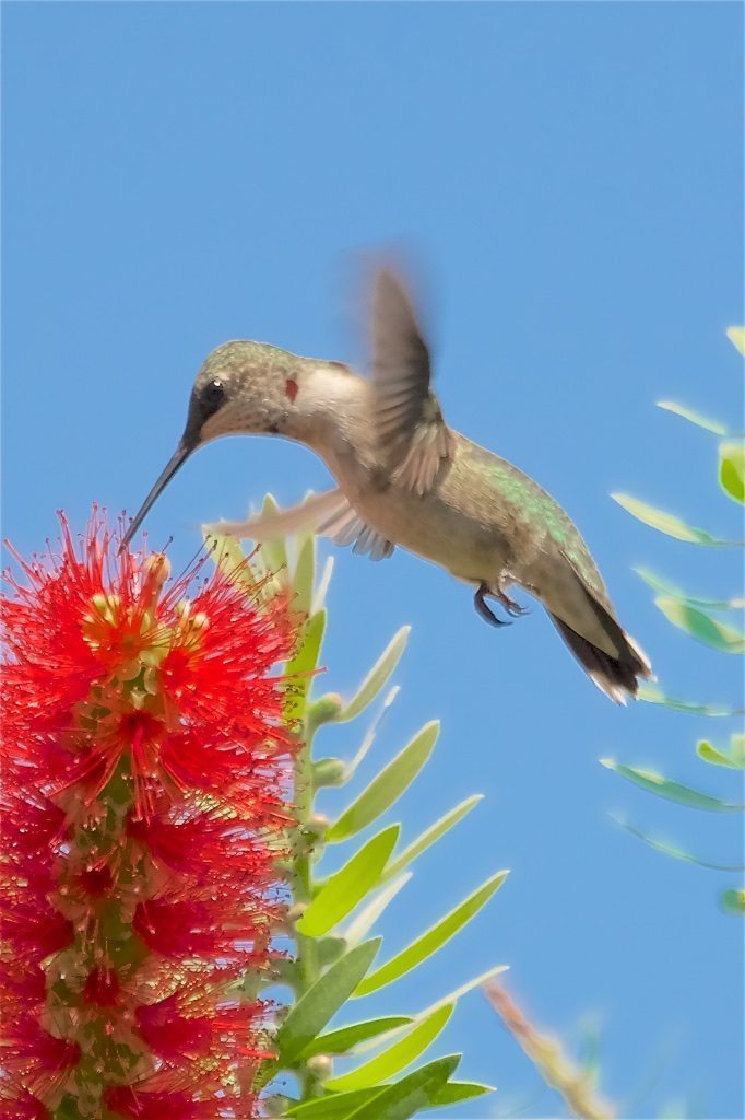 Ruby-throated Hummingbird, juvenile male in bottlebrush