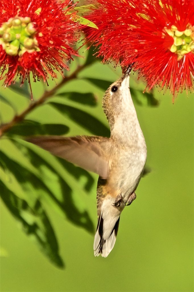 Ruby-throated Hummingbird, female feeding in bottlebrush