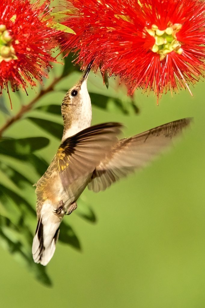 Ruby-throated Hummingbird, female feeding in bottlebrush, wings forward