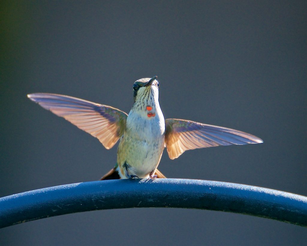 Ruby-throated Hummingbird, juvenile male taking off