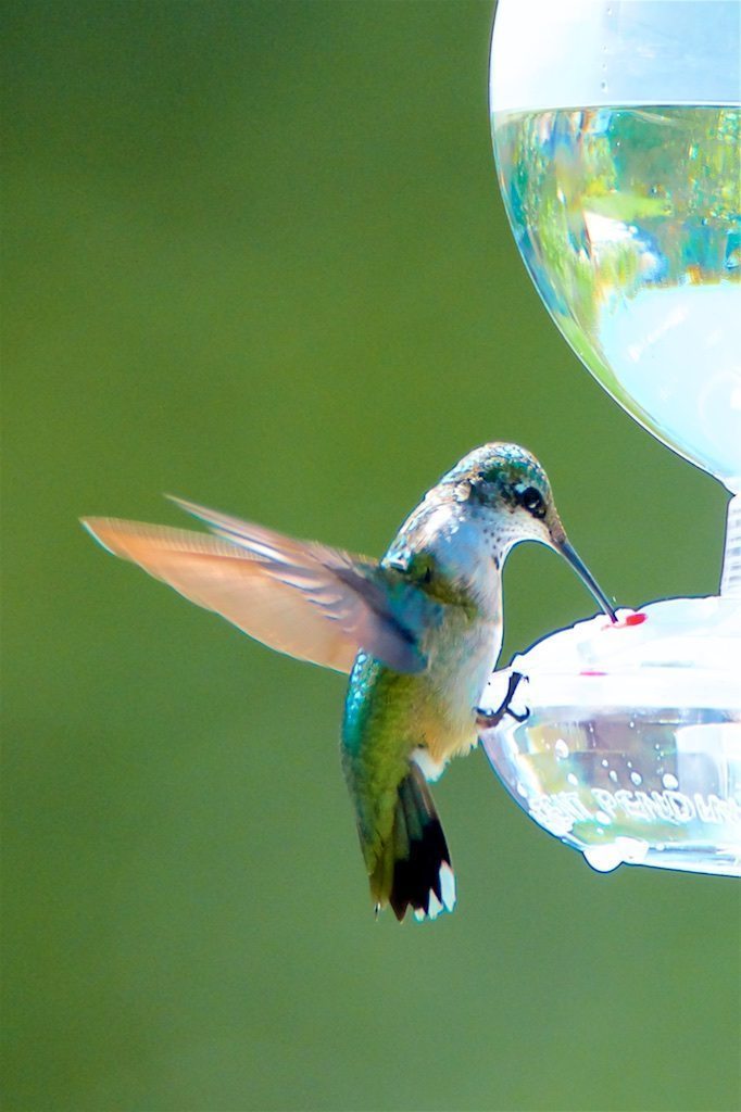 Ruby-throated Hummingbird, juvenile male on feeder