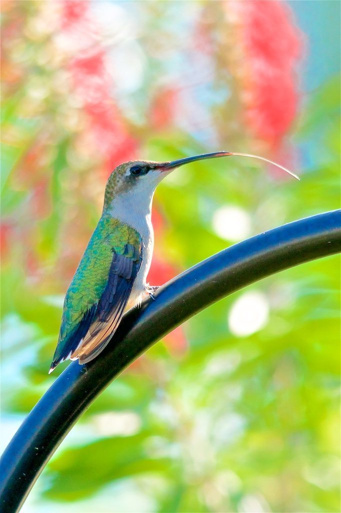 Ruby-throated Hummingbird, female, tongue out